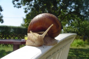 Whatever happened to the snail? (CC Wikipedia)